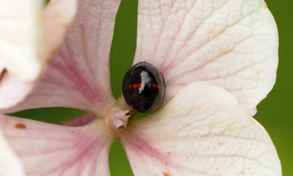 Heidelieveheersbeestje?